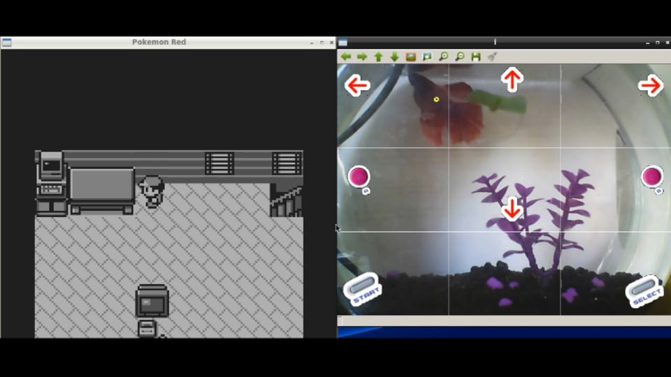 Fish Plays Pokémon, un pesce gioca a Pokémon su Twitch