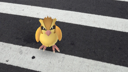 pidgey
