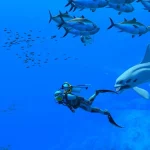 Endless Ocean Luminous si mostra in un nuovo trailer sul sistema di gioco