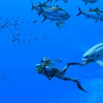Endless Ocean Luminous si mostra in un trailer