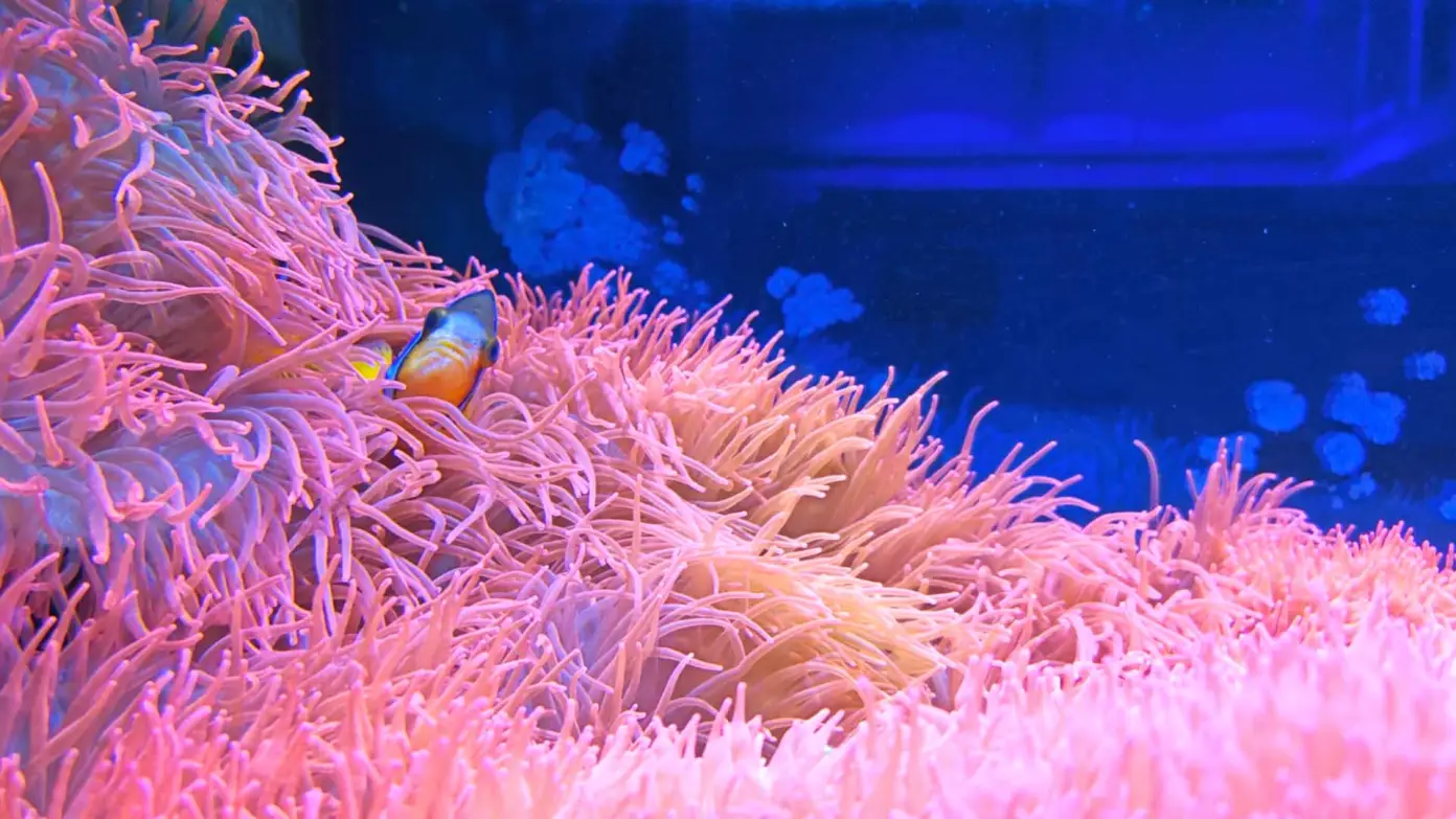 motorola prova foto acquario