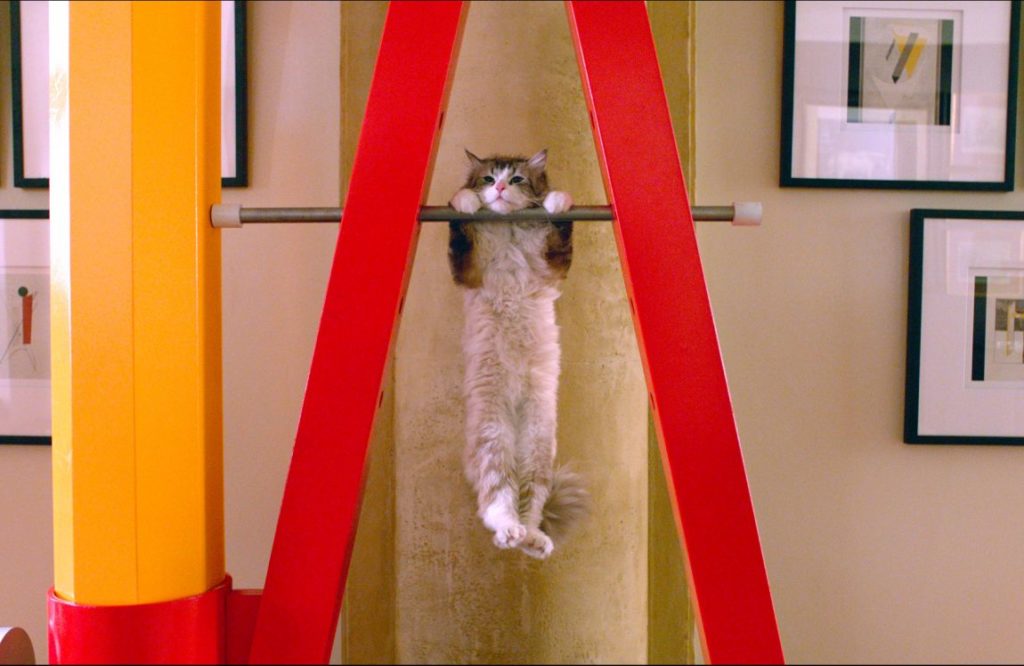 Una vita da gatto